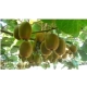 KIWI samopylne duże sadzonki odporna na mróz - sadzonki 80 / 120 cm